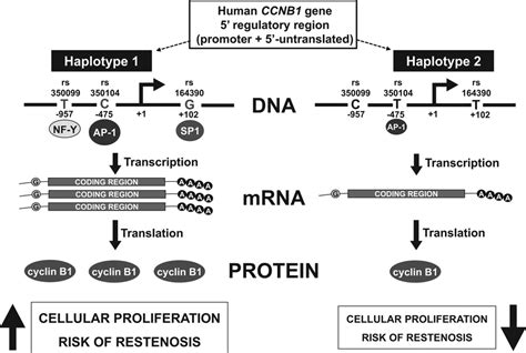 Genetic Variants in CCNB1 Associated With Differential Gene ...