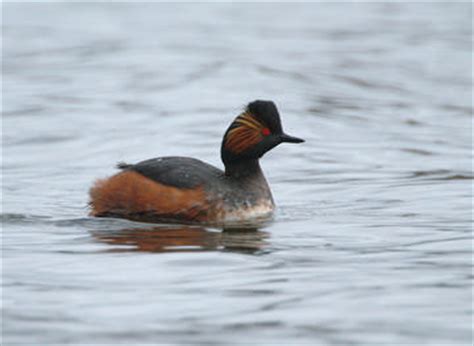 Black-necked Grebe breeding