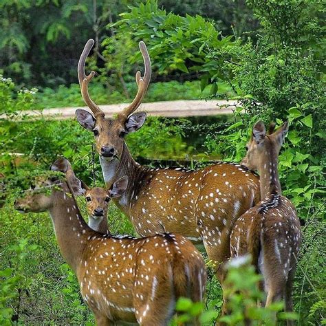 Yala National Park, SriLanka | Nature animals, National parks, Wildlife sanctuary