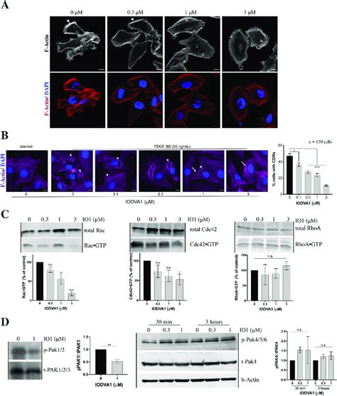 IODVA1 inhibits lamellipodia and circular dorsal ruffle (CDR) formation... | Download Scientific ...