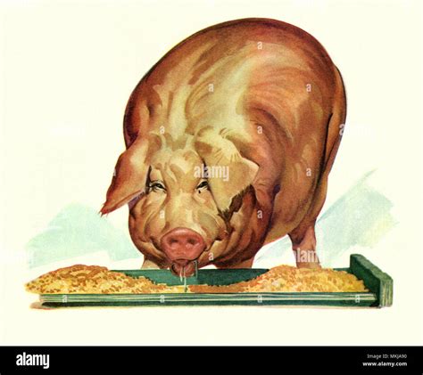 Fat Pig Eating Stock Photo - Alamy