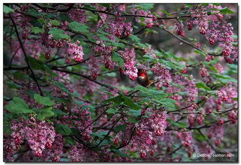 Nectar Plants for the Northwest Hummingbird – Debbie Teashon – Rainy Side Gardener