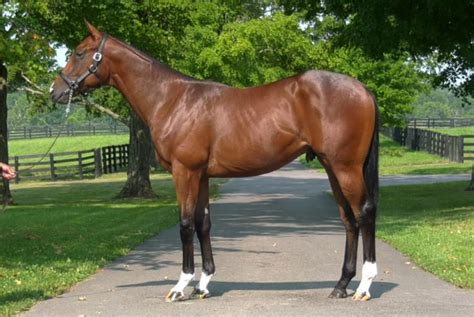 Army Mule Colt - West Point Thoroughbreds