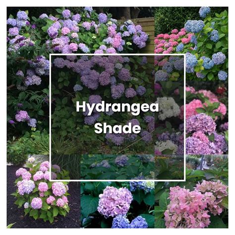 How to Grow Hydrangea Shade - Plant Care & Tips | NorwichGardener