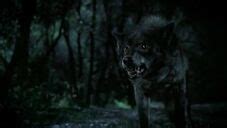 Werewolf | True Blood Wiki | Fandom