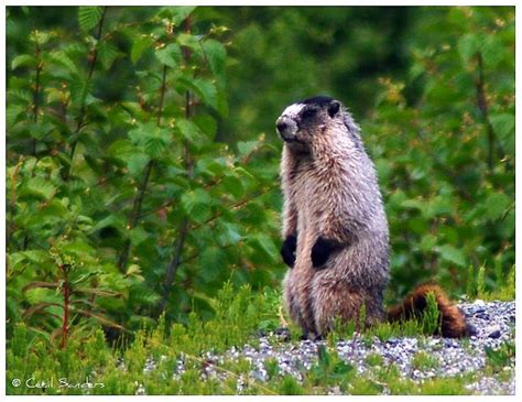 Every Day Is Special: February 2, 2012 - Marmot Day in Alaska