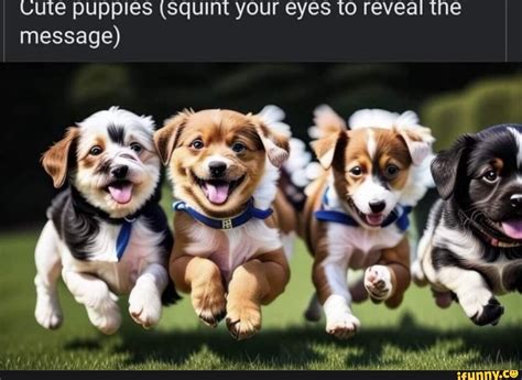 Cute puppies (squint your eyes to reveal the message) - iFunny