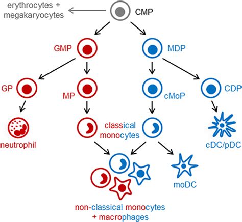 Frontiers | The Ontogeny of Monocyte Subsets