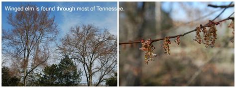 Spring Flowers on Trees — Tennessee State Parks