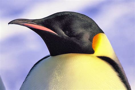 Emperor penguin pictures - Aptenodytes forsteri - page 1