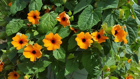 HOW TO GROW THE BLACK-EYED SUSAN VINE - Thunbergia alata |The Garden of ...