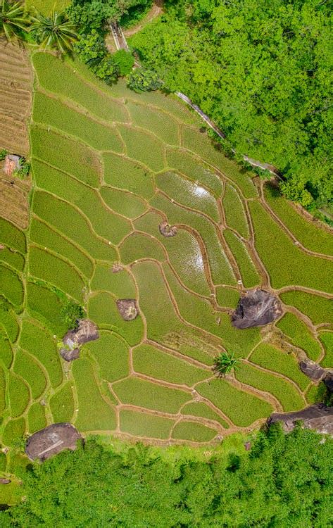 Aerial View of Green Forest · Free Stock Photo