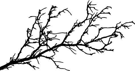 Branch Tree Silhouette Twig - branches png download - 2000*1053 - Free ...