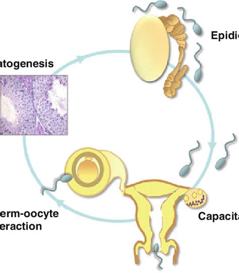 Phases of sperm maturation required for successful sperm-oocyte... | Download Scientific Diagram