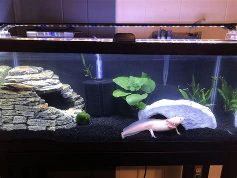 It’s not much but here’s my axolotl, Wooper’s, 20 gallon long, she’s begging for food at the ...