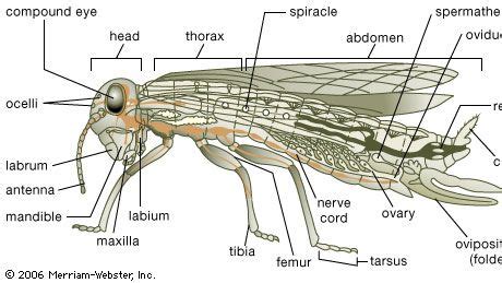 Classification of insects | Britannica