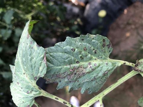 Septoria Leaf Spot of Tomato | NC State Extension Publications