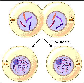 Cytokinesis |Genetic Engineering Info