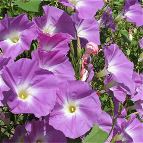 Ipomoea - Maryland Flower and Foliage Company