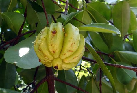 Free stock photo: Garcinia Cambogia, Malabar Tamarind - Free Image on ...