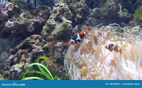 Clown Fish in the Coral Reef Stock Image - Image of fish, reef: 158700201