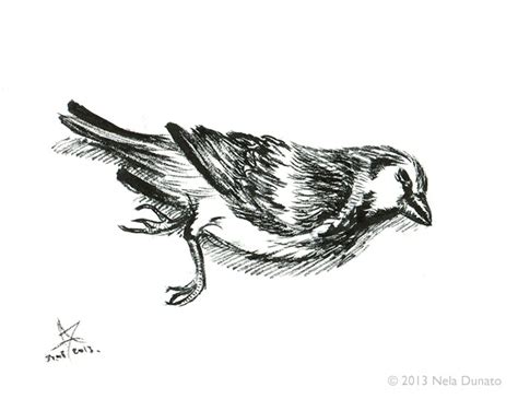 Dead sparrow | Sketchblog of Nela Dunato - Cwtam