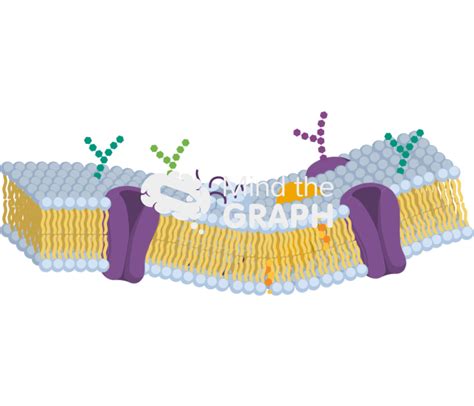 Cell membrane structure