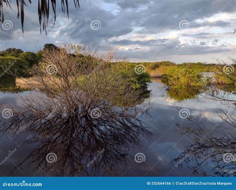 Sunrise of the Amazon Rainforest Stock Photo - Image of wildlife ...