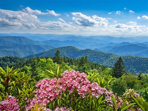 Wildflower Walks in the Great Smoky Mountains | Pigeon Forge TN Cabins