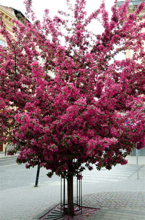 'Thunderchild' Flowering Crabapple (15-gallon) - Revelstoke Garden Center