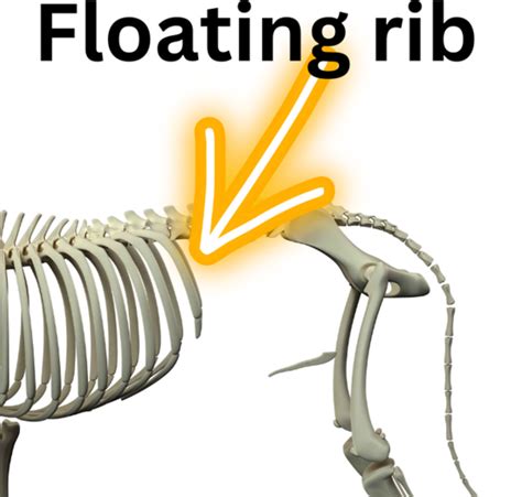 What Are Floating Ribs In Dogs? All You Need To Know Dog, 51% OFF