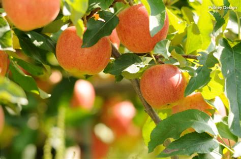 How to Grow 10 Favorite Fruit Trees at Home | AdvocatePM