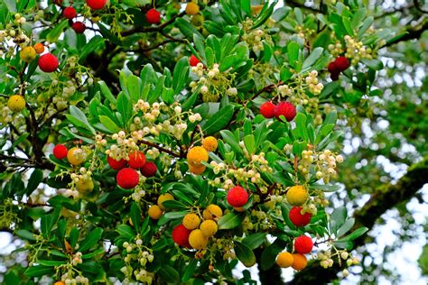 Expert Gardeners Teach How To Grow Arbutus Unedo AKA ‘Strawberry Tree’ | Horticulture Magazine