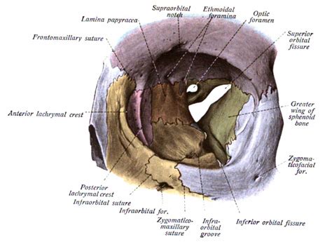 Anatomy, Head and Neck, Orbit Article