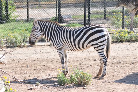 The Online Zoo - Abilene Zoo