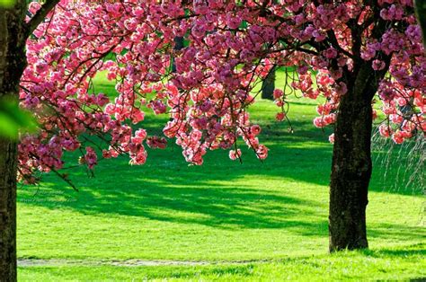 Printemps - Un magnifique cerisier en fleurs - Photo-Paysage.com Photo-Paysage.com