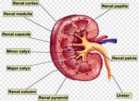 Ginjal Tubuh Manusia Sistem Ekskresi Organ Anatomi, Arteri Renal, lain ...