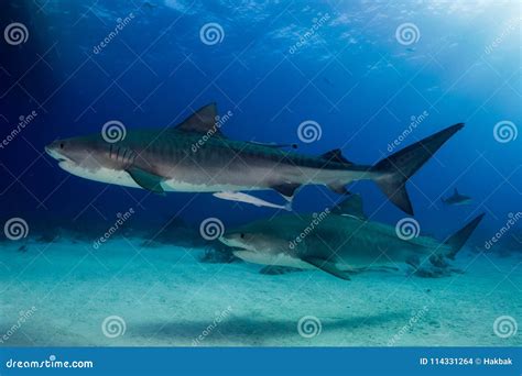 Two tiger sharks Bahamas stock photo. Image of bahama - 114331264