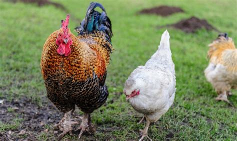 How to Tell a Rooster From a Hen (Male vs. Female Differences)