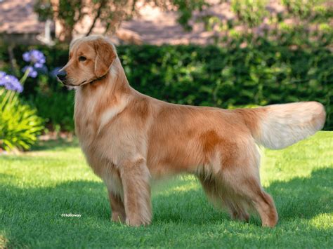 Field Golden Retriever vs. Show Golden Retriever Comparison