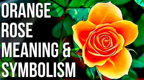 Orange Rose Meaning And Symbolism | Rose Color Meaning - YouTube