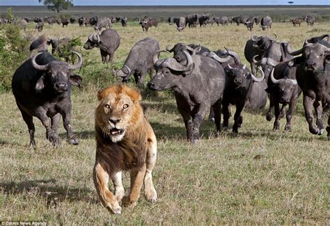 PsBattle: This lion running from a herd of buffalo : r/photoshopbattles