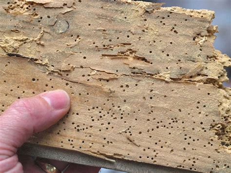 Woodworm in buildings - Designing Buildings Wiki