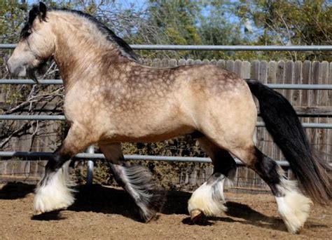 Appaloosa Buckskin Gypsy Vanner / Gha 2009 Stallion Service Auction Stallions - 13,297 likes ...