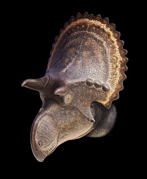 130 Marginocephalia ideas | paleontology, prehistoric animals, dinosaur