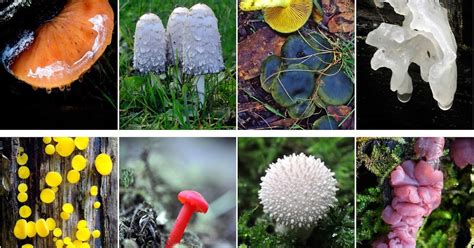 Fungimap's Blog: Fungi of the Wombat Forest and Macedon Ranges