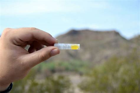 Mojave rattlesnakes' life-threatening venom is more widespread than expected