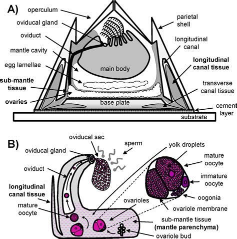 Characterization of longitudinal canal tissue in the acorn barnacle ...