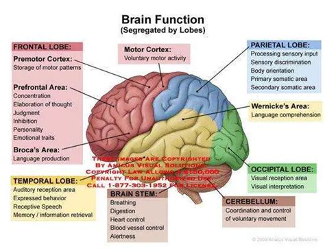 Brain diagram lobes