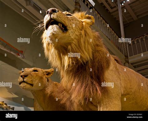 Taxidermy stuffed lion hi-res stock photography and images - Alamy